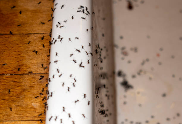 Best Bed Bug Extermination  in Lake Royale, NC