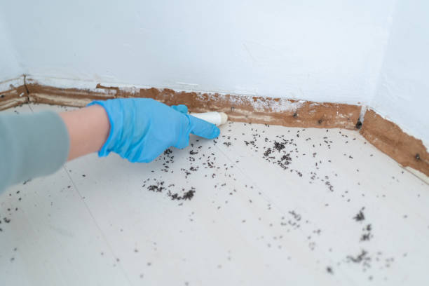 Best Flea Control Services  in Lake Royale, NC